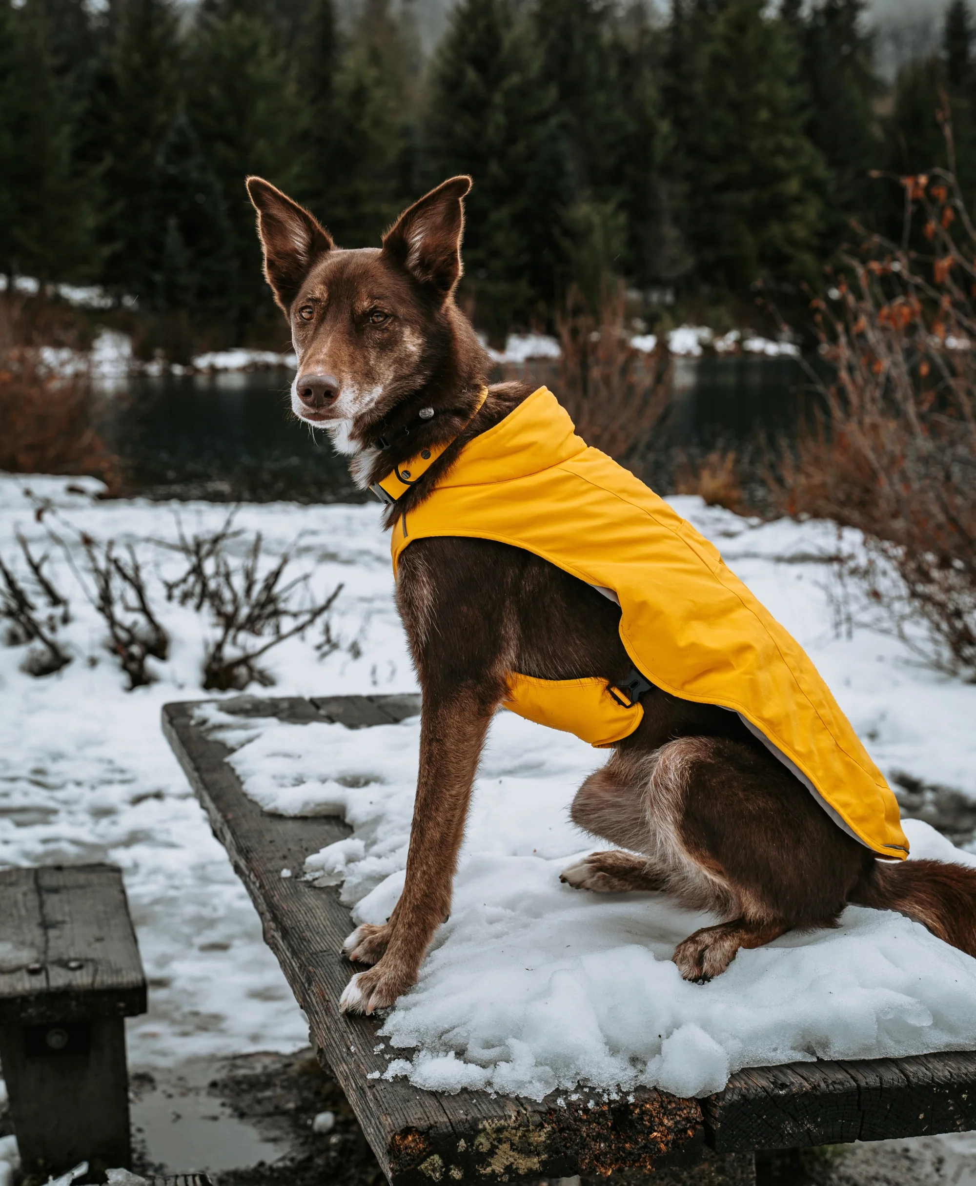 Koldpwoof Heated Dog Vest - Image 5